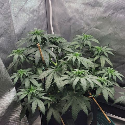 Saint Agatha  growlog timeline photo