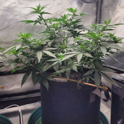 Tetilla growlog timeline photo