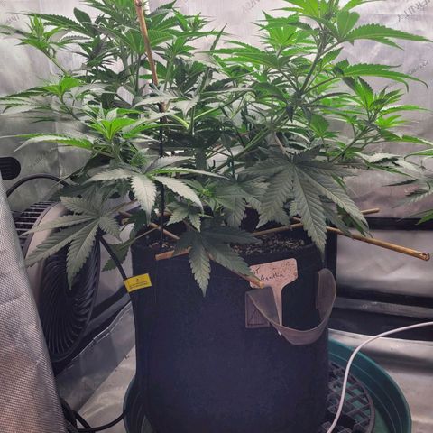 Saint Agatha  growlog timeline photo