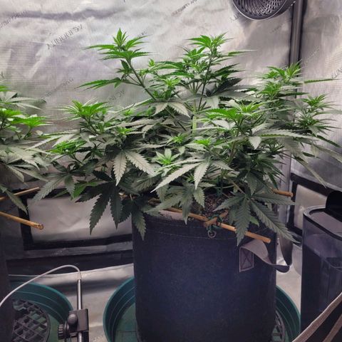 Tetilla growlog timeline photo