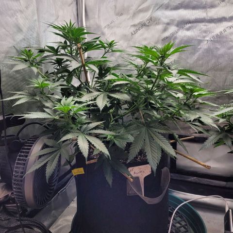 Saint Agatha  growlog timeline photo