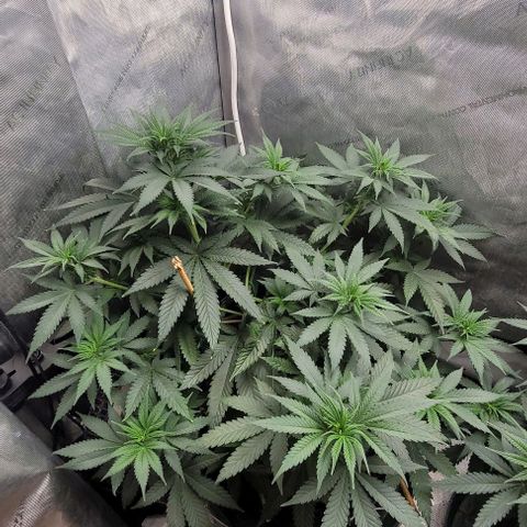 Saint Agatha  growlog timeline photo