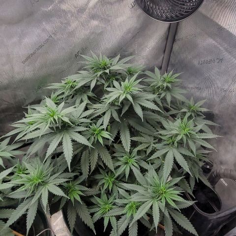 Tetilla growlog timeline photo