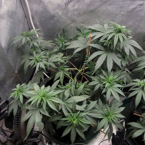 Saint Agatha  growlog timeline photo