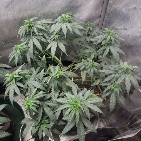 Tetilla growlog timeline photo