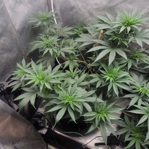 Saint Agatha  growlog timeline photo