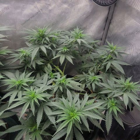 Tetilla growlog timeline photo