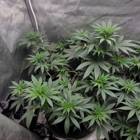 Saint Agatha  growlog timeline photo
