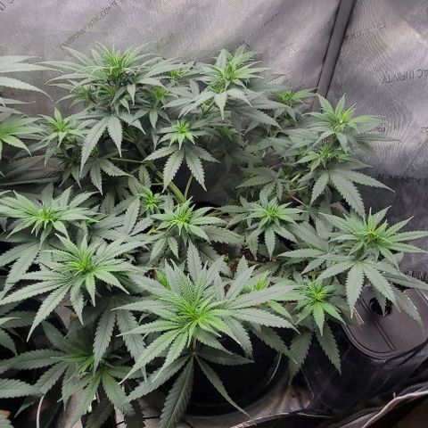 Tetilla growlog timeline photo