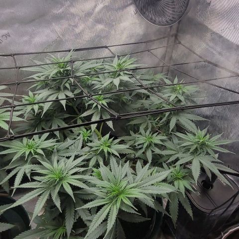 Tetilla growlog timeline photo