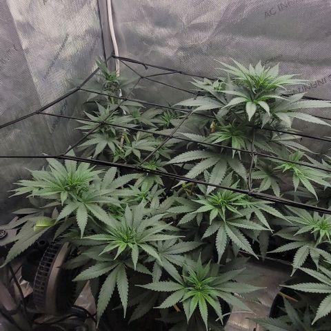 Saint Agatha  growlog timeline photo
