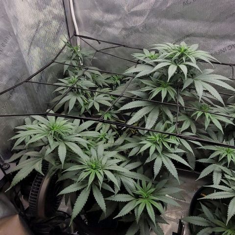 Saint Agatha  growlog timeline photo