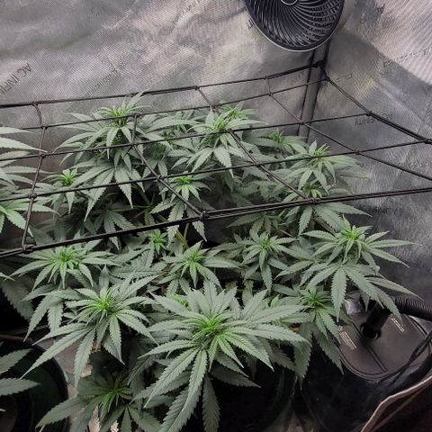 Tetilla growlog timeline photo