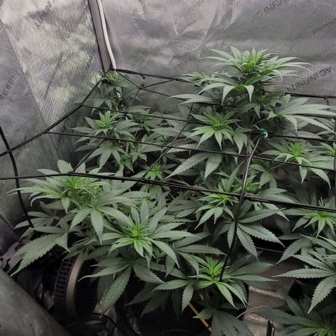 Saint Agatha  growlog timeline photo