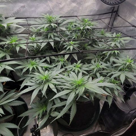 Tetilla growlog timeline photo