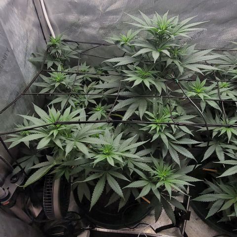 Saint Agatha  growlog timeline photo