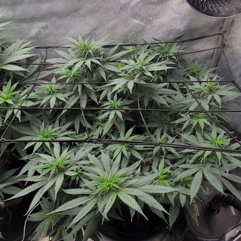 Tetilla growlog timeline photo
