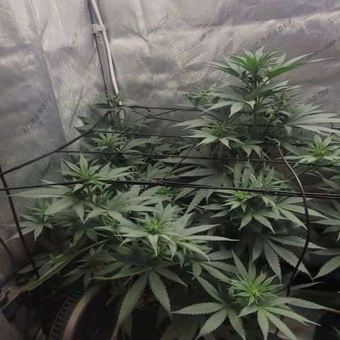 Saint Agatha  growlog timeline photo