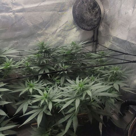 Tetilla growlog timeline photo