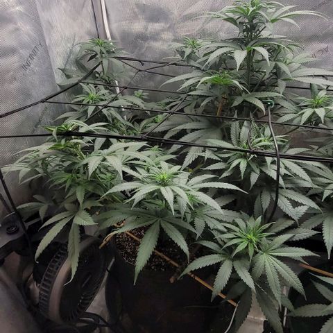Saint Agatha  growlog timeline photo