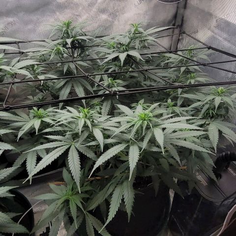 Tetilla growlog timeline photo