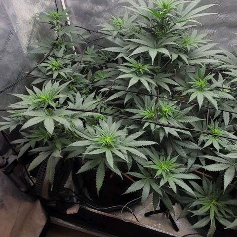 Saint Agatha  growlog timeline photo