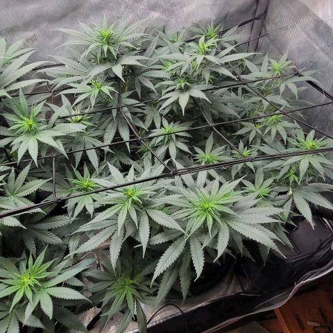 Tetilla growlog timeline photo