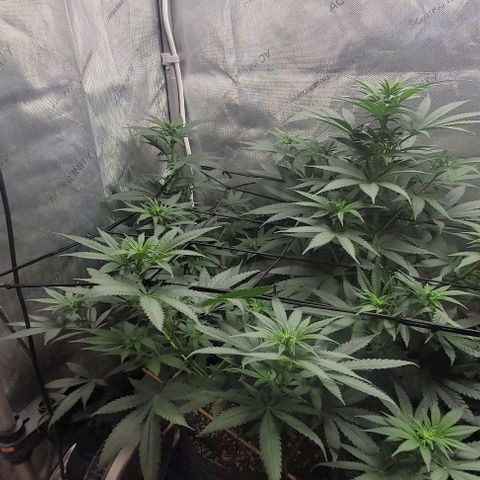 Saint Agatha  growlog timeline photo