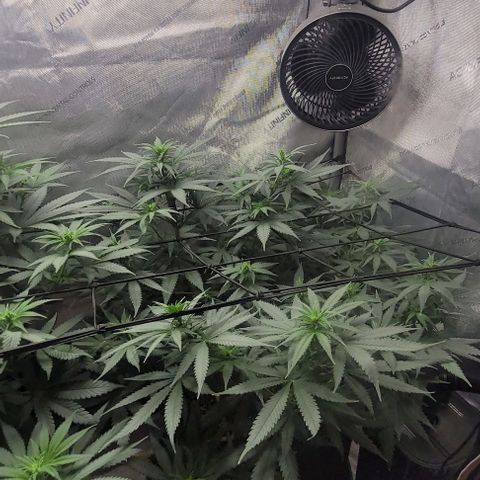 Tetilla growlog timeline photo