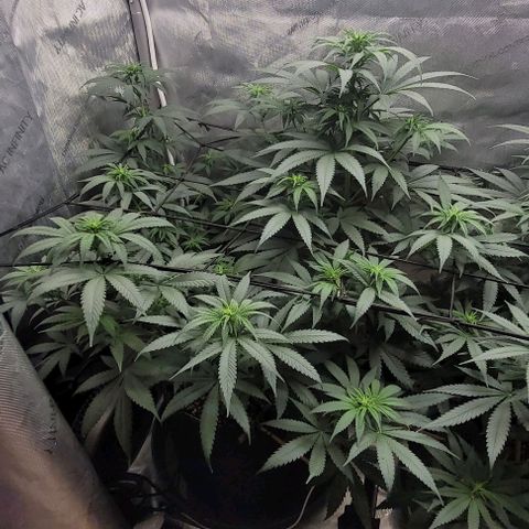 Saint Agatha  growlog timeline photo