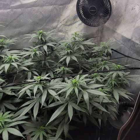 Tetilla growlog timeline photo