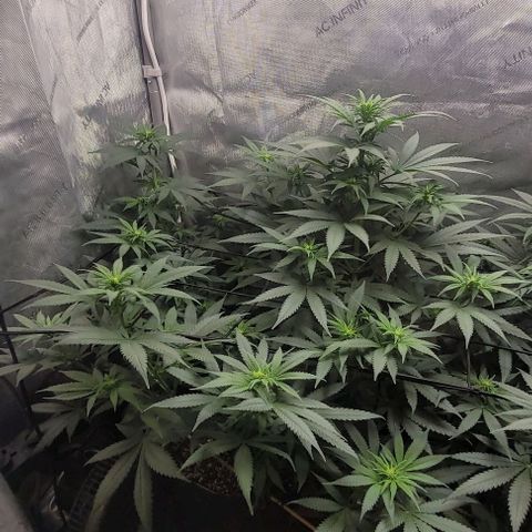 Saint Agatha  growlog timeline photo