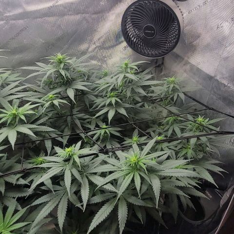 Tetilla growlog timeline photo