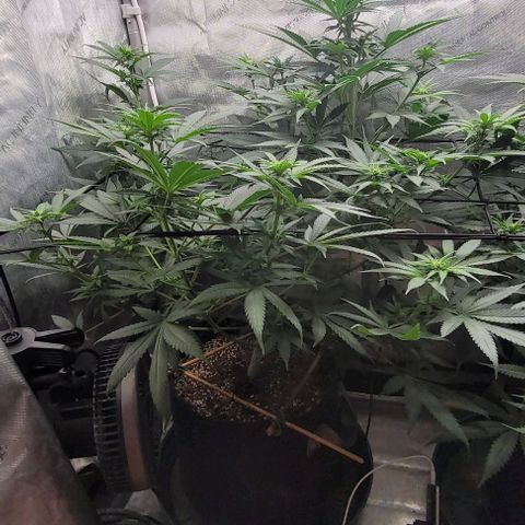 Saint Agatha  growlog timeline photo