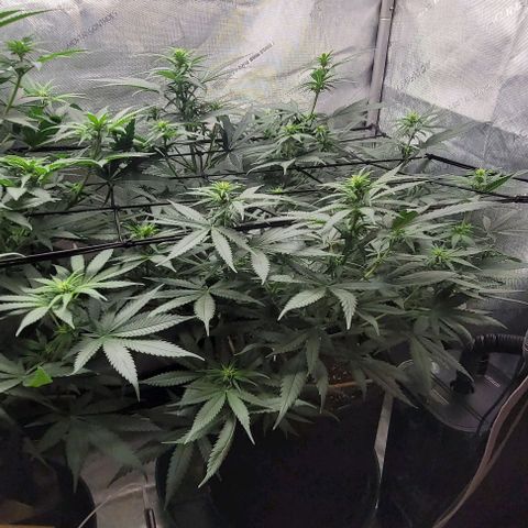 Tetilla growlog timeline photo