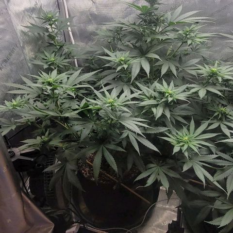 Saint Agatha  growlog timeline photo