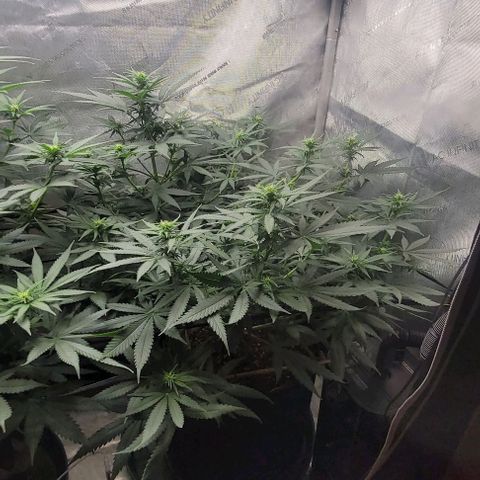 Tetilla growlog timeline photo