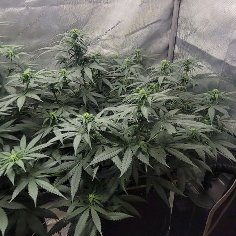 Tetilla growlog timeline photo