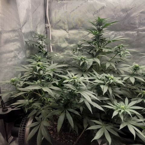 Saint Agatha  growlog timeline photo