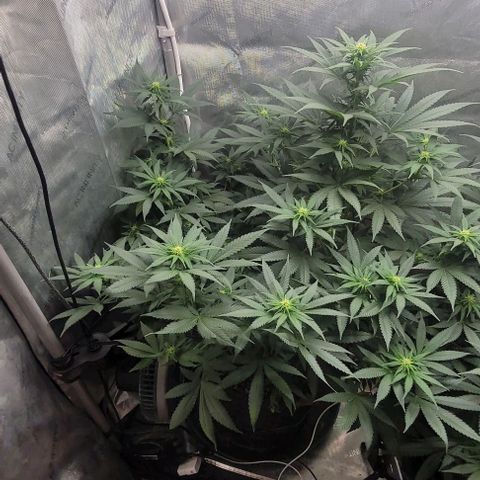 Saint Agatha  growlog timeline photo