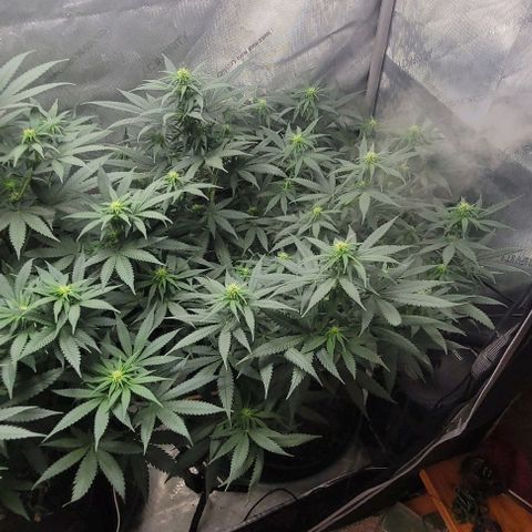 Tetilla growlog timeline photo