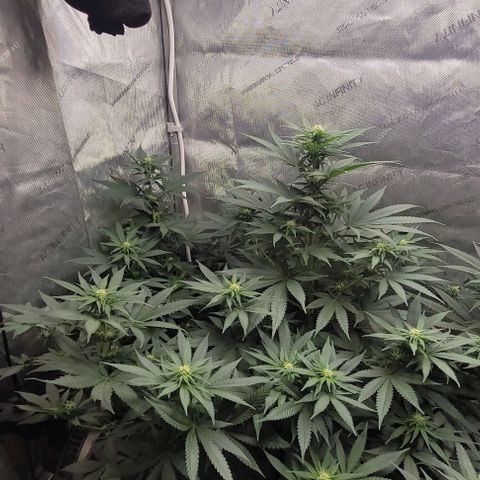 Saint Agatha  growlog timeline photo