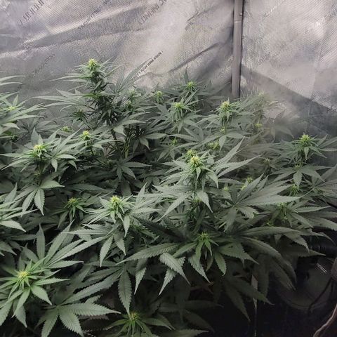 Tetilla growlog timeline photo
