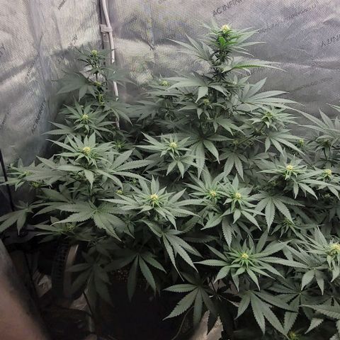 Saint Agatha  growlog timeline photo