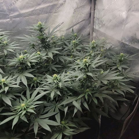 Tetilla growlog timeline photo