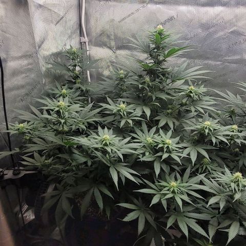 Saint Agatha  growlog timeline photo