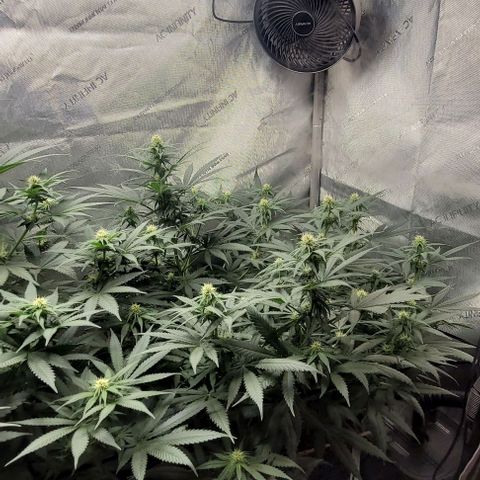 Tetilla growlog timeline photo