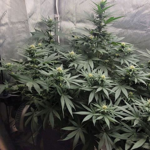 Saint Agatha  growlog timeline photo