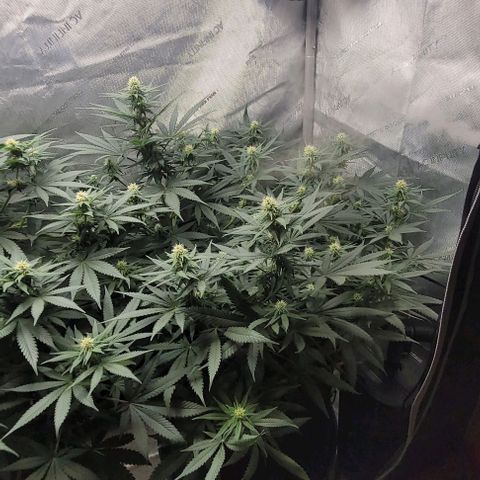 Tetilla growlog timeline photo