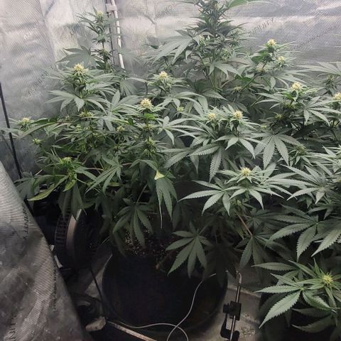 Saint Agatha  growlog timeline photo